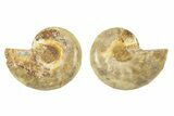 Orange, Jurassic-Aged Cut & Polished Ammonite Fossils - 1 1/2 to 2" - Photo 3